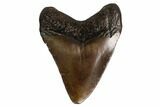 Juvenile Megalodon Tooth - Georgia #158778-1
